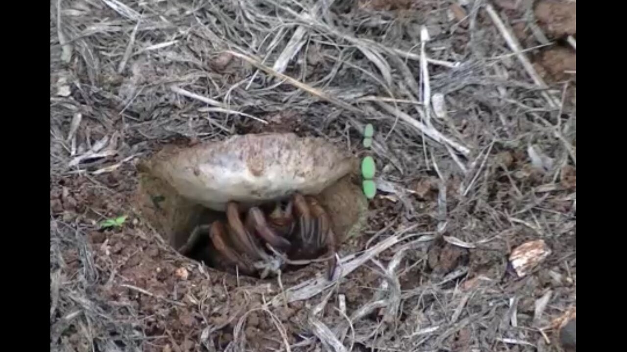 Trapdoor Spider Snags An Escaping Moth