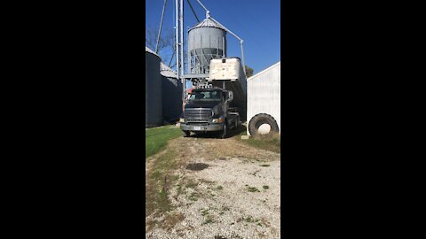 Our Black Sterling at Grain Bins