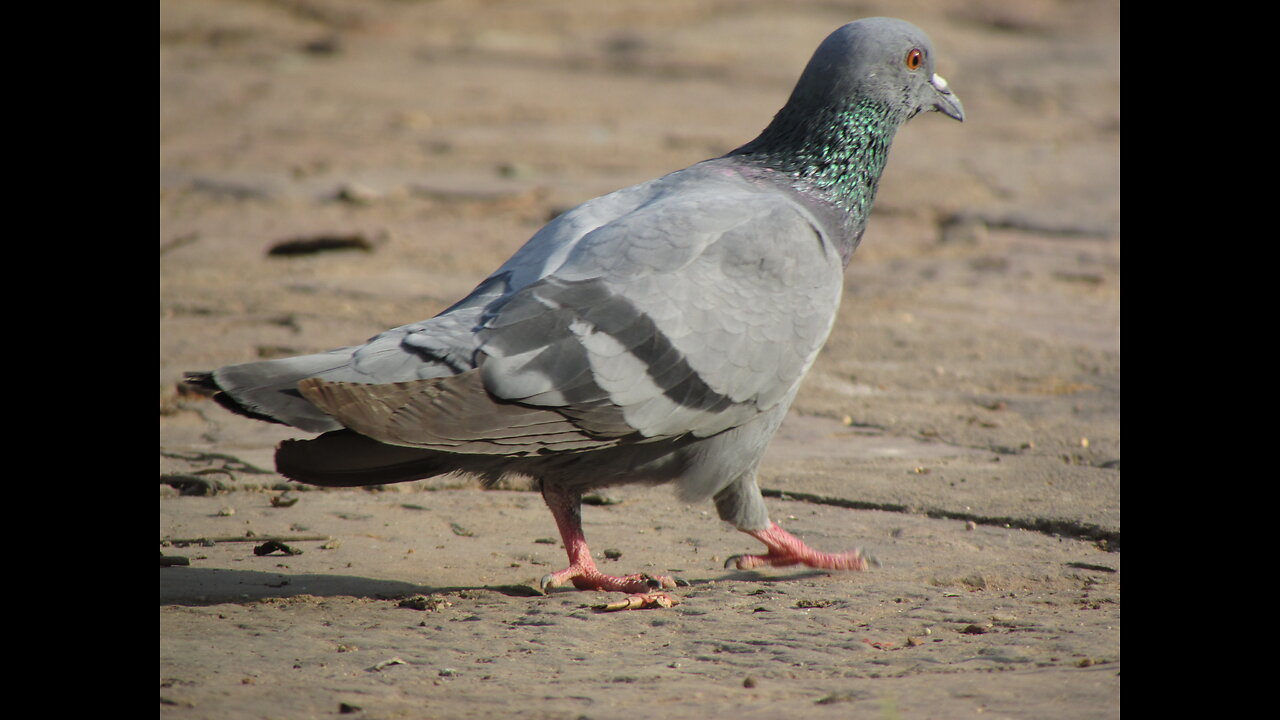 pigeon