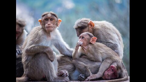 Monkey Madness: Entertaining Monkey Adventures and Antics