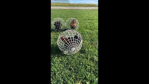 unique cage for chicken 🐔