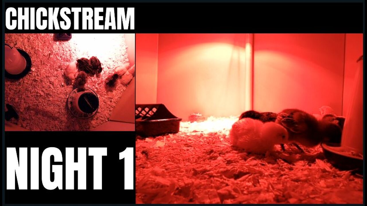 CHICKSTREAM NIGHT 1