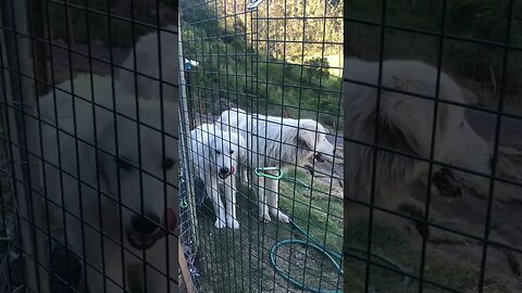 Two maremmas. The girl on the right is from the pound and thin.