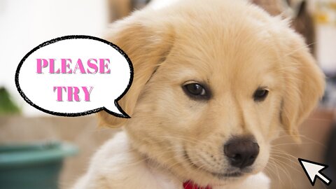 Having a Dog in an Apartment - Quick Tips YOU SHOULD DO !