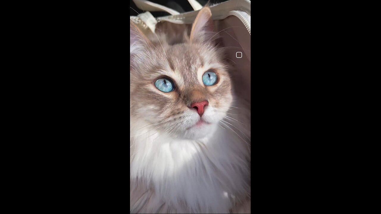 The most beautiful and cutest cat I have ever seen! 🥺😍😍😭