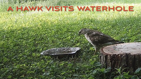 A Hawk Visits Waterhole