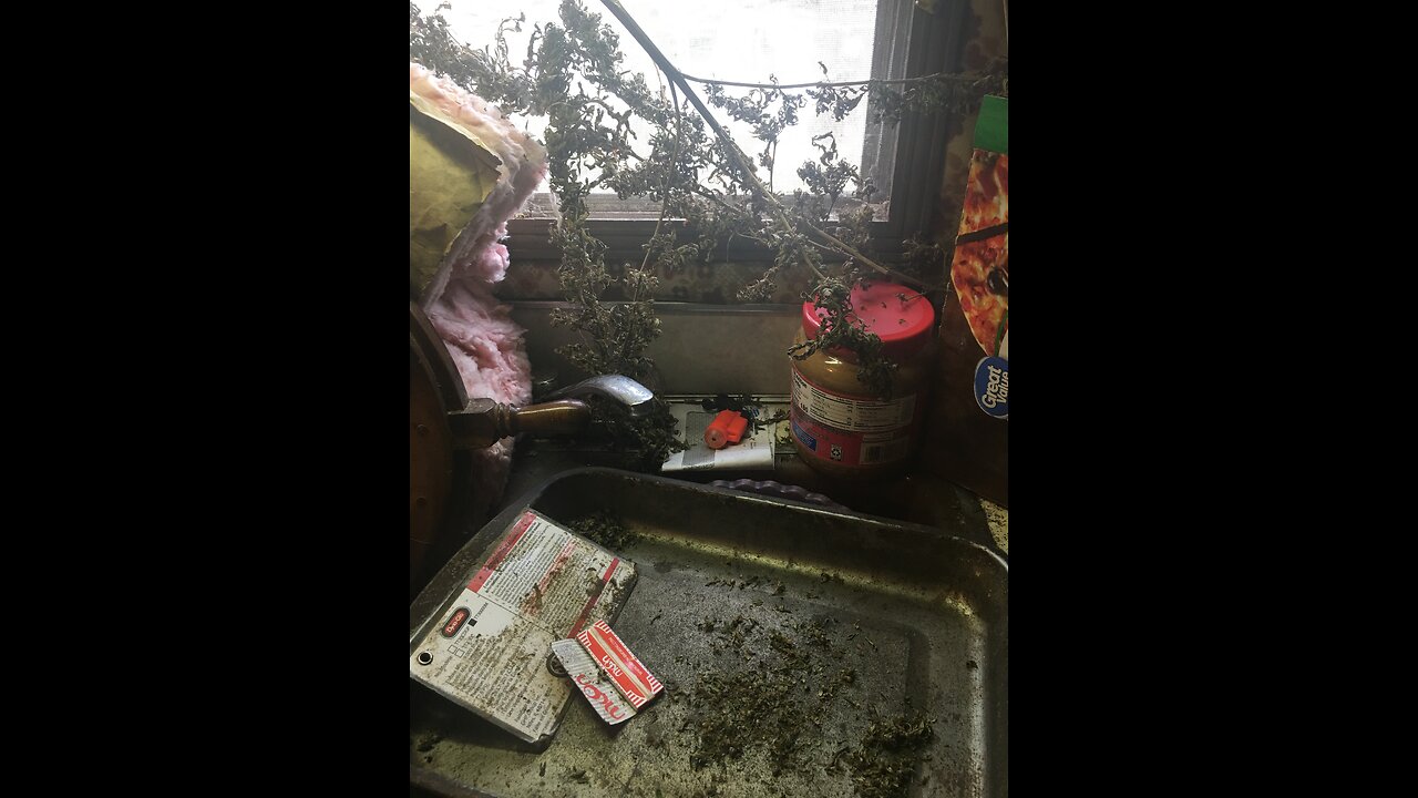 Happy 420 birthday Derek Hunter show jazz jennings