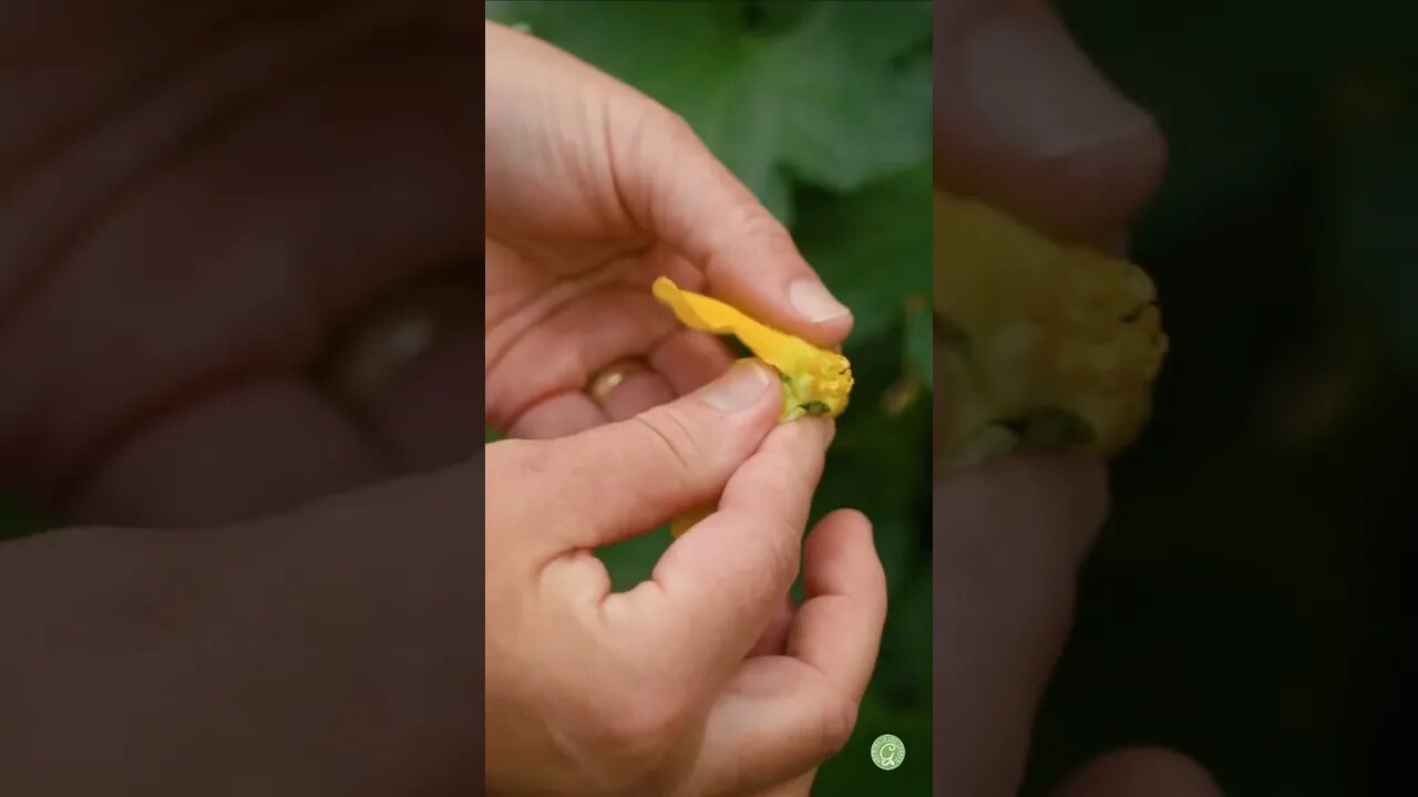 Hand Pollinate Luffa Blossoms #luffa #loofah #handpollination