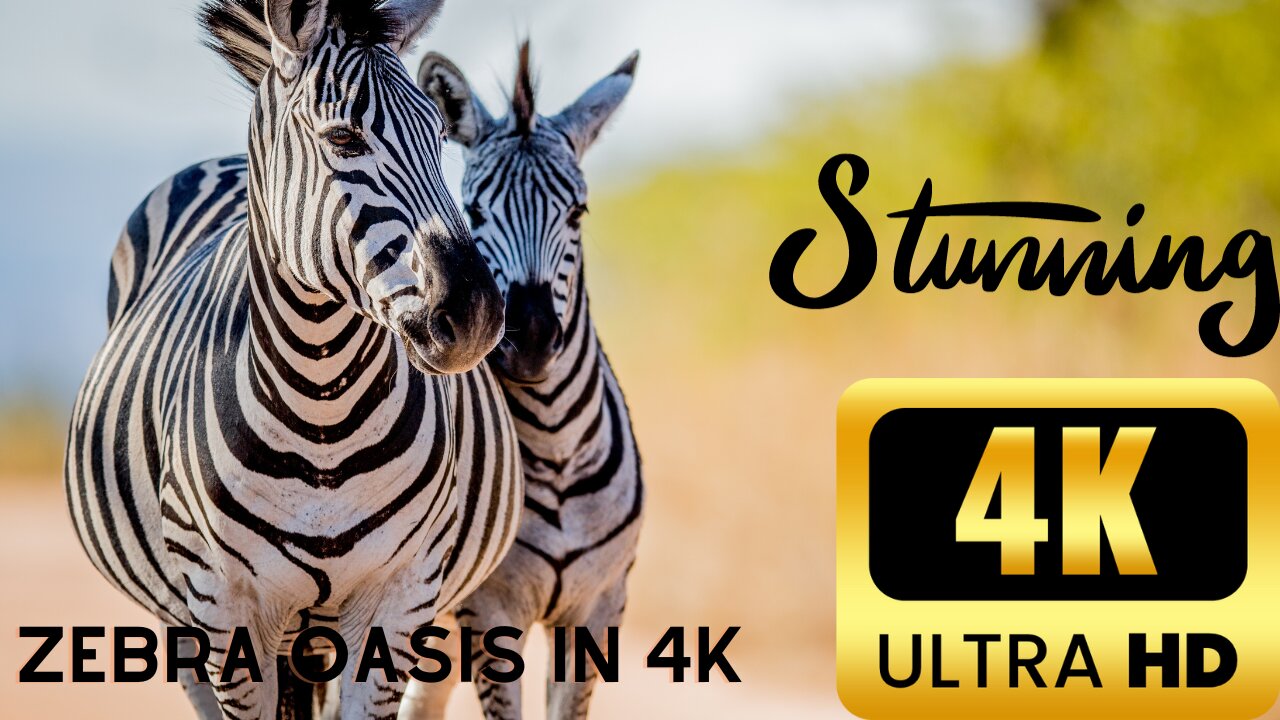 Zebra Oasis: 4K African Safari Adventure