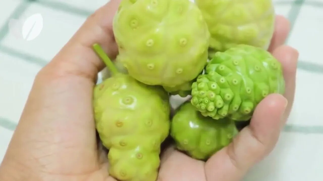 SUCO MILAGROSO DA FRUTA NONI, VEJA COMO PREPARAR E DEIXA-LO DELICIOSO