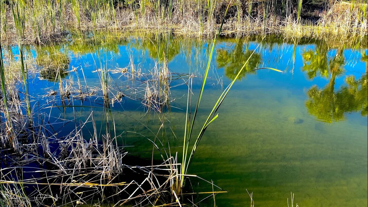 BASS Fishing in the EVERGLADES | (Gators Everywhere)