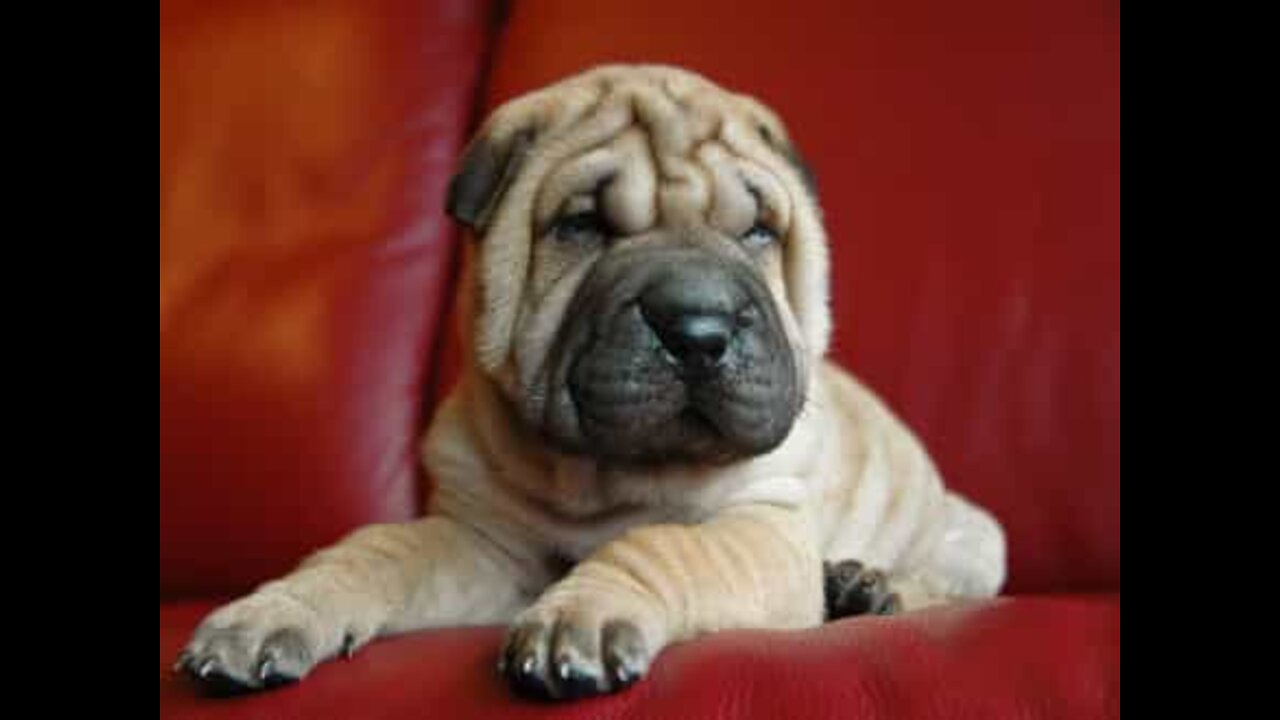 Este Shar-Pei gosta que lhe tratem das unhas