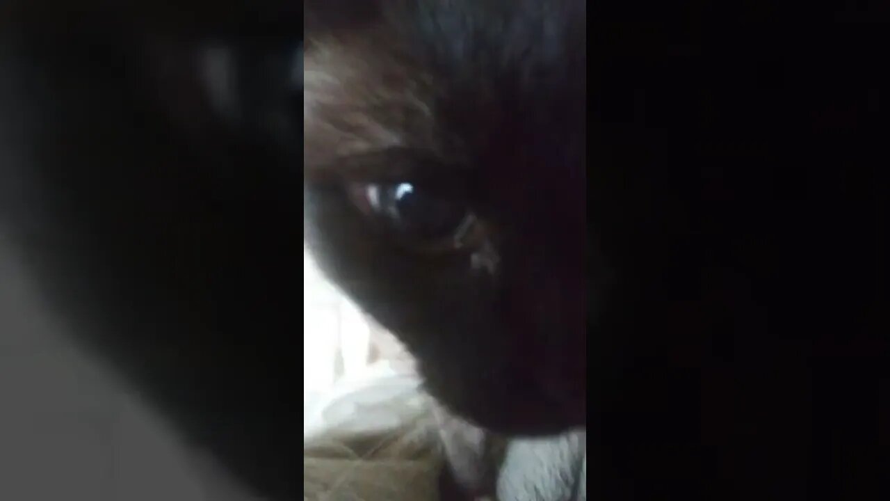 ERNASTINE WAKING UP TELLING ME GOOD MORNING #catsofyoutube. #CATS