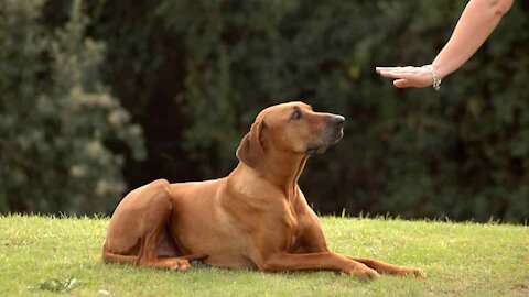 Guard Dog Training Step by Step!!!!