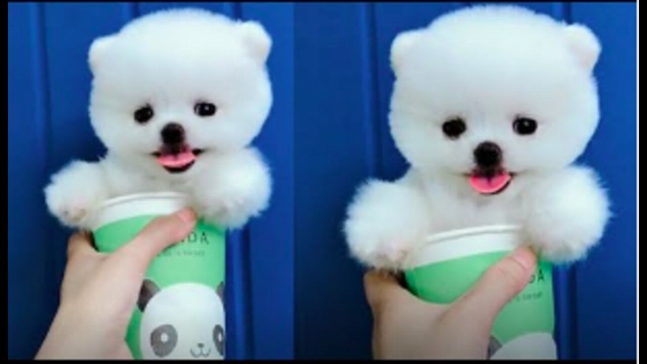 Cutest TikTok Puppies EVER