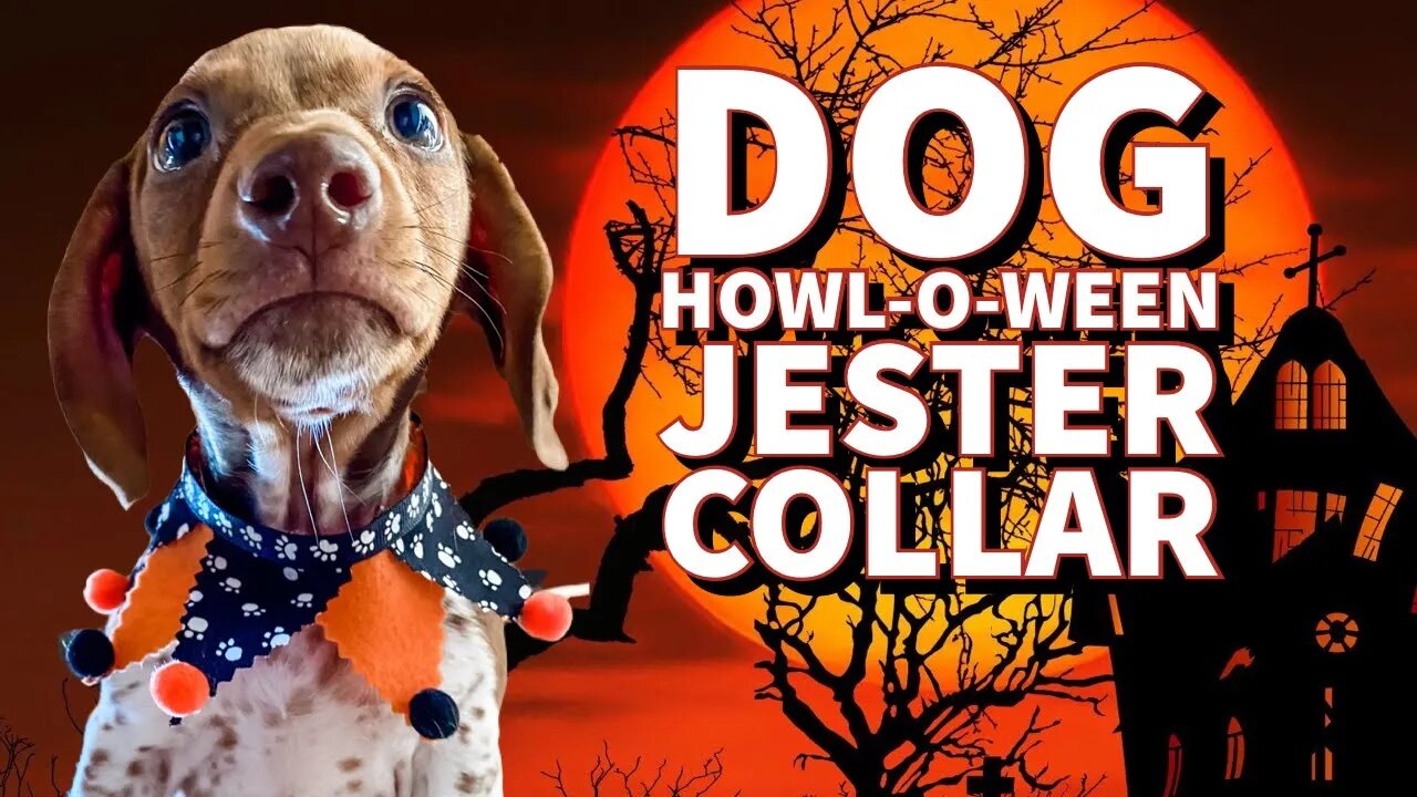 How to make a Dog Jester Collar for Halloween