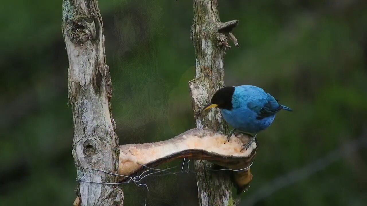 The most beautiful birds in bright colors with soothing music part V