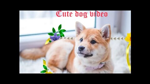 Cute dog video, video for dogs, #cute dog video#