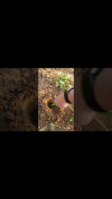 Transplant Sweet Potato in 20 seconds!