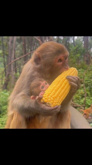 : A Mother Monkey and Her Baby's Tender Moment