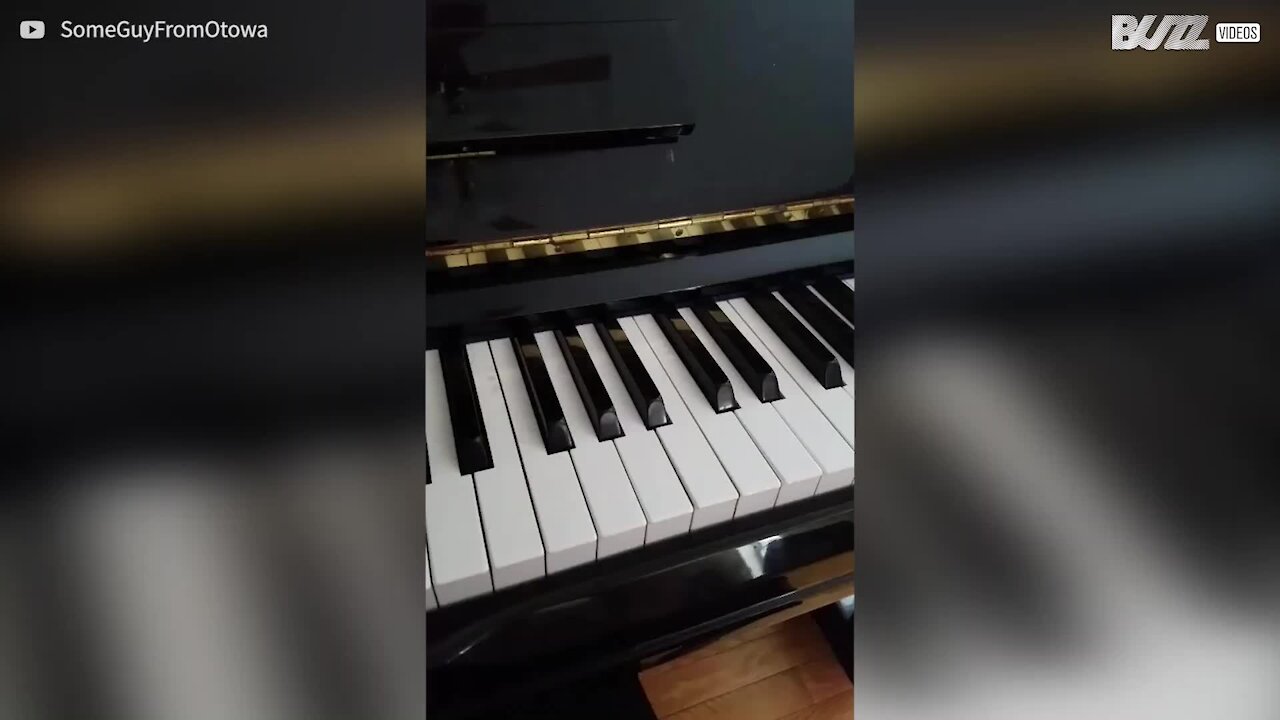 Un chien réalise un duo de piano avec son maître