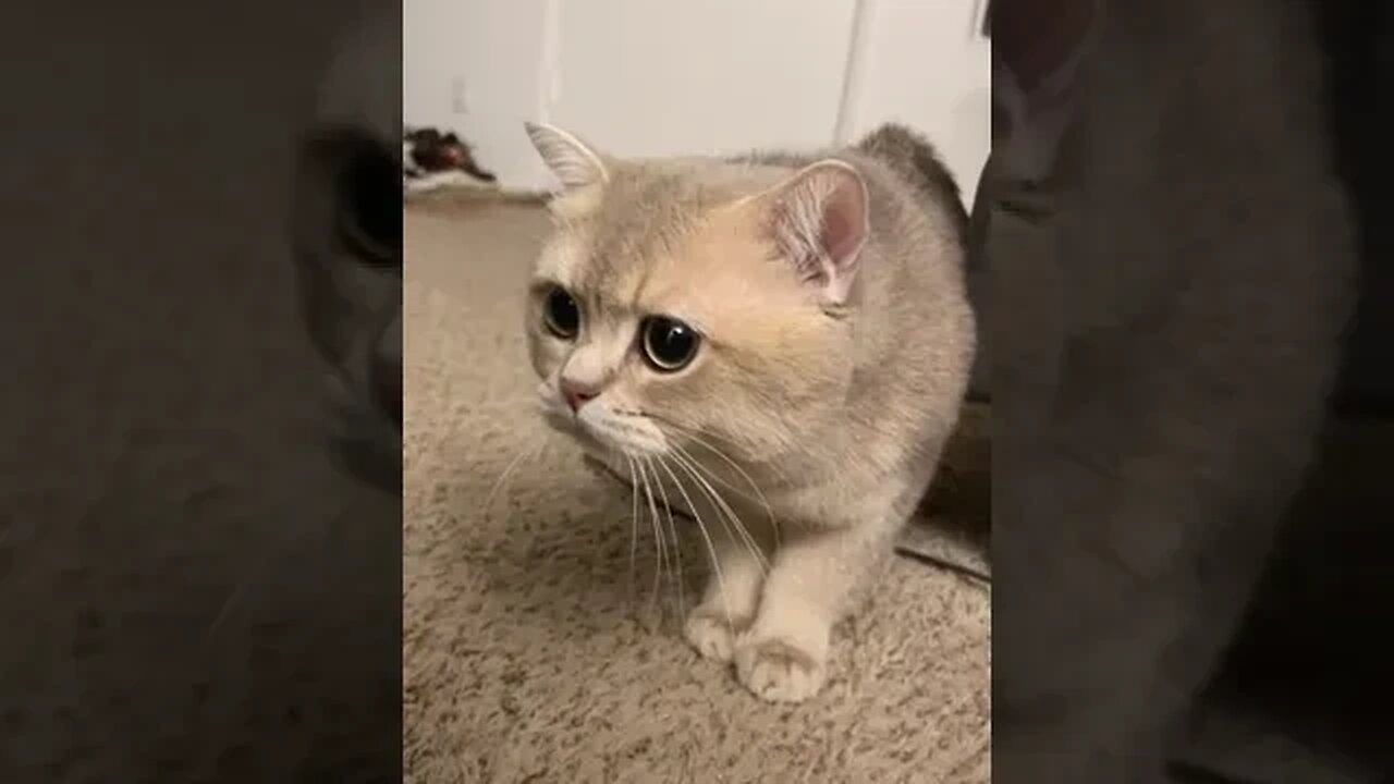 CAT VIDEO