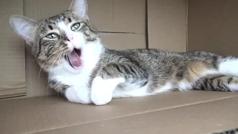 This Cat Is sooo Tired that He Yawns All the Time
