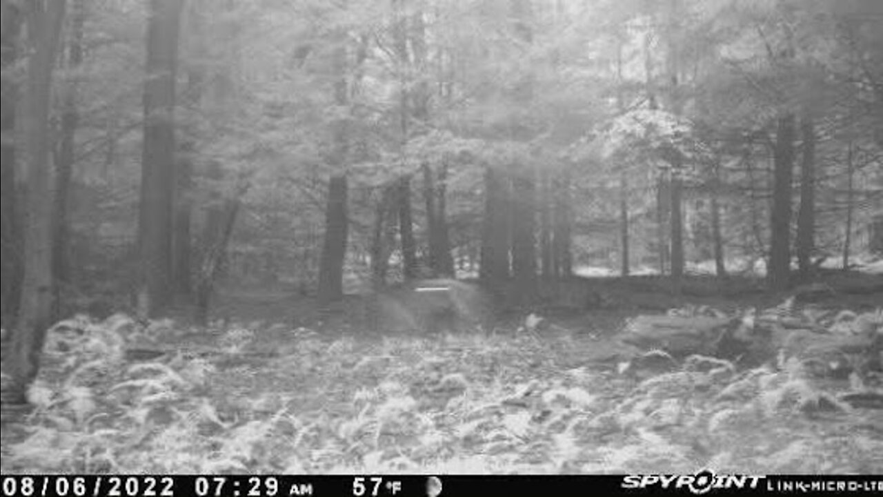 MYSTERIOUS TRAIL CAM PHOTO AT LAUREL MOUNTAIN SOMERSET COUNTY, PENNSYLVANIA