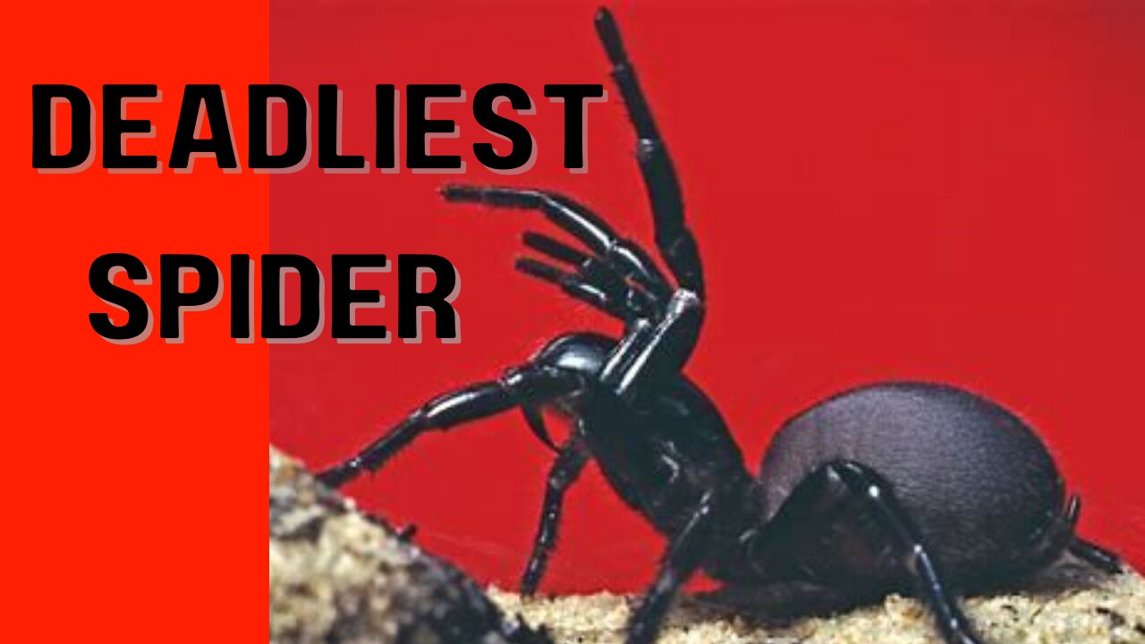 THE DEADLIEST SPIDER The Sydney Funnel Web: Unraveling the World's Most Dangerous Spider"