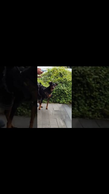 Kyoto Dog wears Lacey Dress... #japan #travel #dog