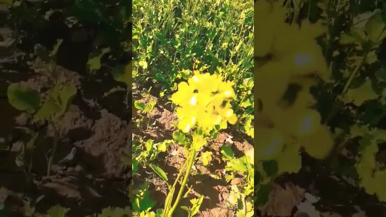 https://youtu.be/DYH9NE190Fg #shorts #green