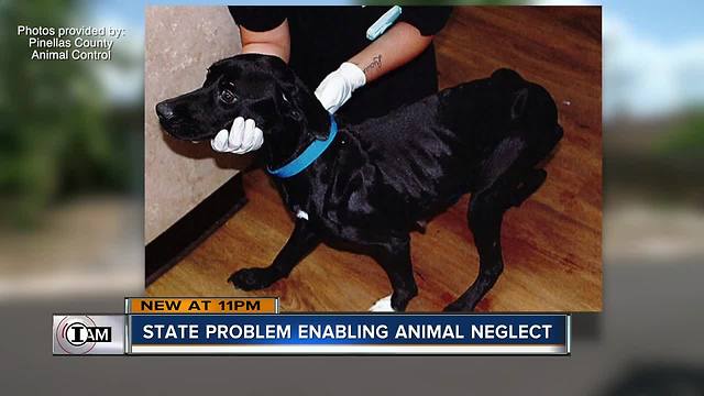 I-Team Investigation: Innocent animals paying the price when animal rescues take in too many