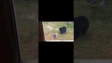 Cat confronts bear-wo is the p*say now?! #nonsense #zoobox #bears #cat