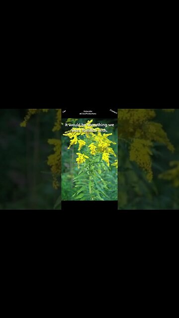 Delaware's state herb