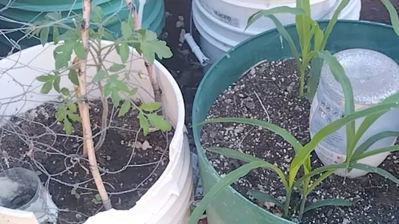 Update On Our Corn And Tomato Plants!