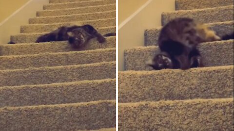 Cat Meme | Funny Cats And Cute Kittens 56