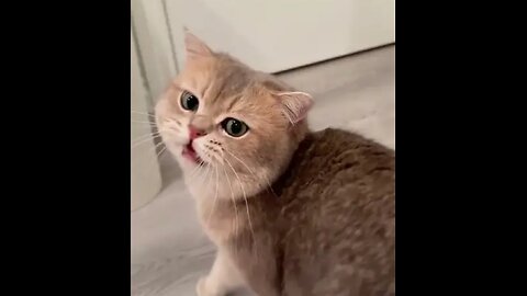 Cat haite so