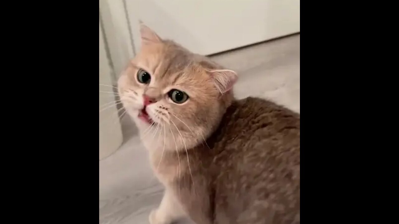 Cat haite so