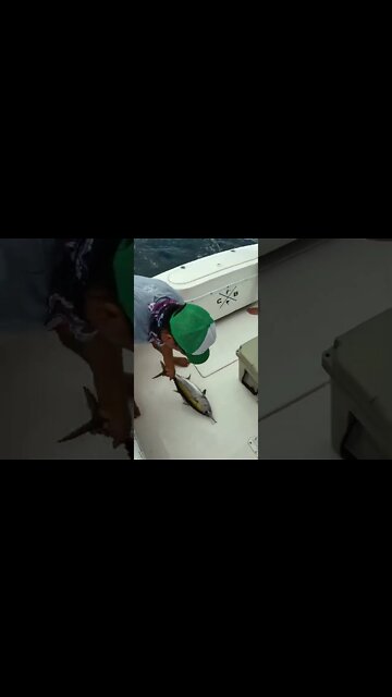 Yellowfin Tuna Fish | Fishing in Costa Rica #shorts