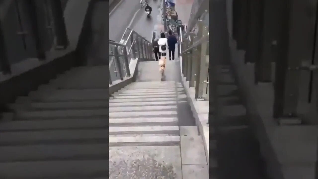 This dog has a lot of fun like that 🤔 #shorts #animals