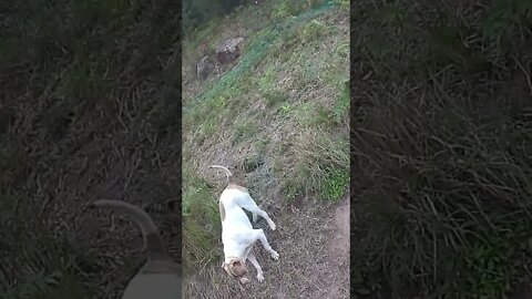 And in a blink he’s gone. We miss you Henry 💔