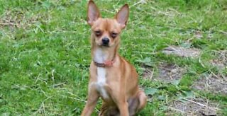 Ce chihuahua n'est vraiment pas à l'aise en couche