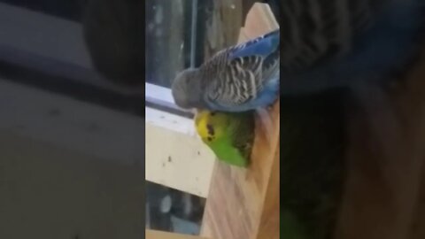 KEETS KISSING #shorts