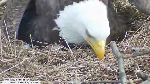USS Bald Eagle Cam 1 4-5-23 @7:46:31. Promising visual of a PIP.