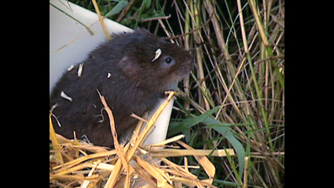 Cute Water Voles In Danger