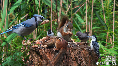 Upstate Birds And Critters: Ep 367 — 090224 Cat TV Dog TV