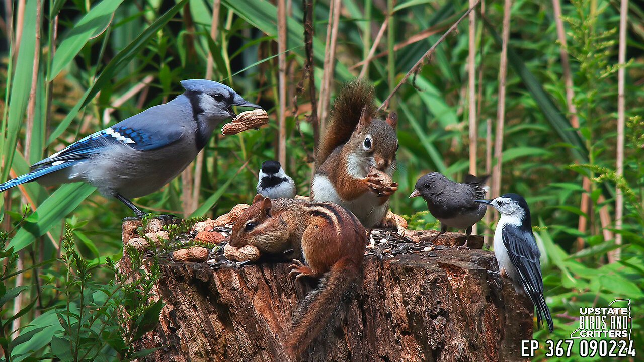 Upstate Birds And Critters: Ep 367 — 090224 Cat TV Dog TV
