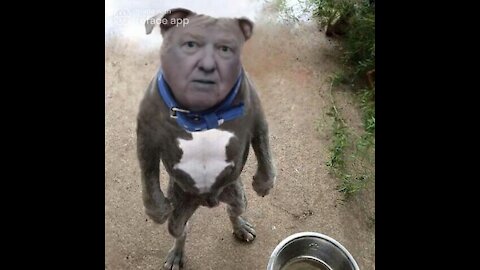 The Ultimate Donald Trump Dog Meme!