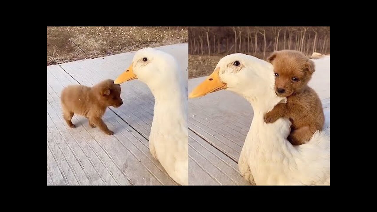 Adorable Puppy Loves Its Duck Friend