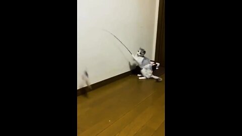 cute cat funny video.